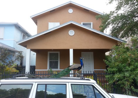Miami Geo Quiz #9: Neighborhood Peacock. Source: Matthew Toro. May 10, 2014.